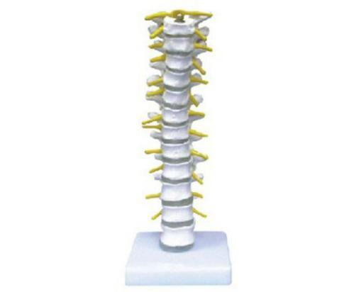 Thoracic Vertebra