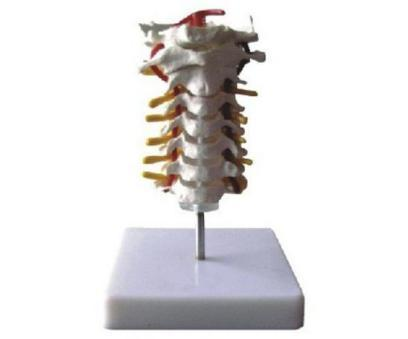 Cervical Vertebral Column