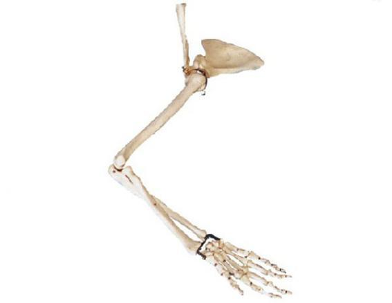 Arm, Scapula and Collar Bone
