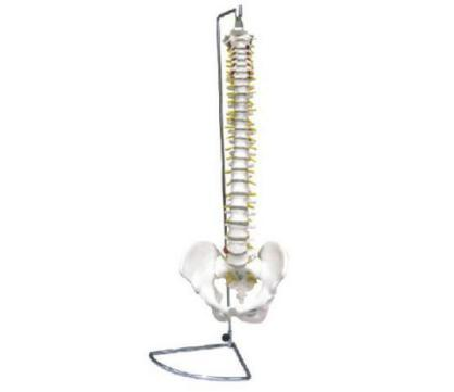 Spine with Pelvis (flexible/inflexible)