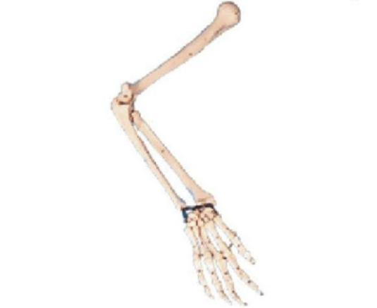 Arm Bone