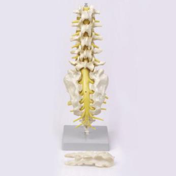 Lumbar Vertebra, Sacral Bone with Spinal Nerves