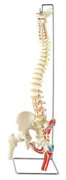 Flexible Spinal Column with Femur, with Muscle Insertion