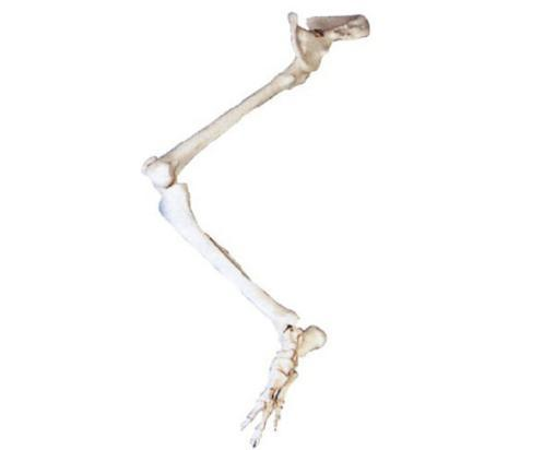 Lower Limb with Hip Bone