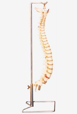 Spine