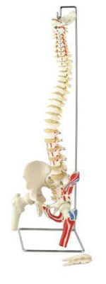 Flexible Spinal Column, with Femur, Open Sacrum, with Muscle Insertion