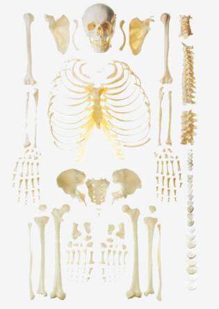 Disassembled Skeleton