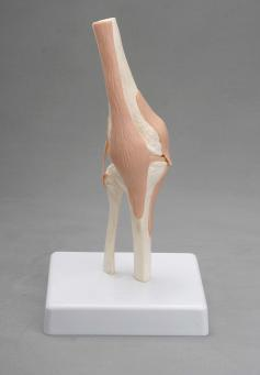 Knee Joint-1