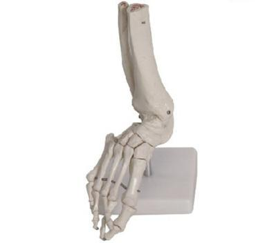 Foot Joint