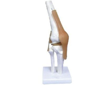 Knee Joint with Ligament