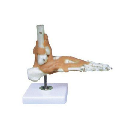 Foot Joint with Ligament