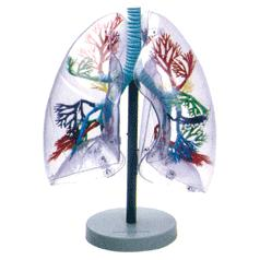 Transparent Lung Segment Model