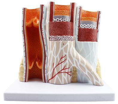 Artery and Vein Model