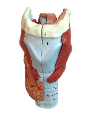 Larynx