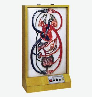 Electronic Model and Lesser Circulation
