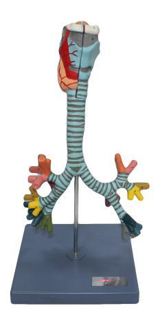 Larynx, Trachea and Bronchial Tree Model