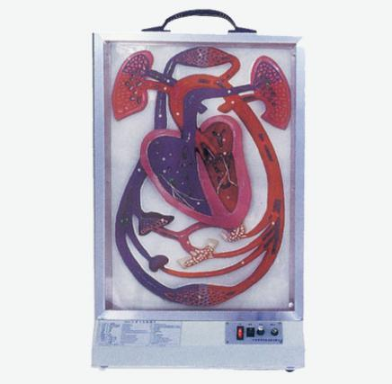 Electronic Heart Best and Blood Circulation Model