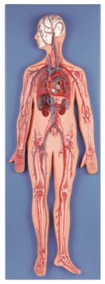 Circulatory System Model