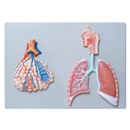 Relief Model of Respiratory System with Pulmonary Alveoli