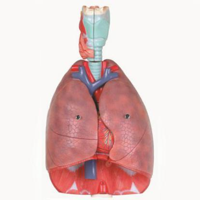 Larynx, Heart and Lung