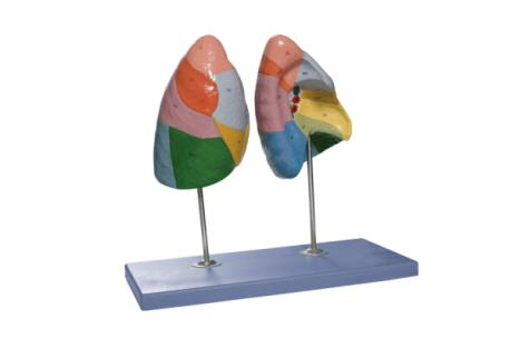 Lung Segments Model