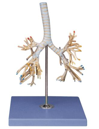 Bronchial Tree
