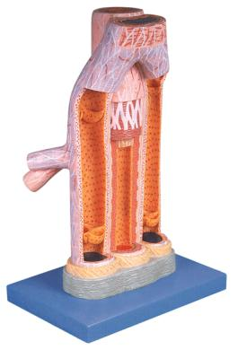 Magnified Artery and Vein Model