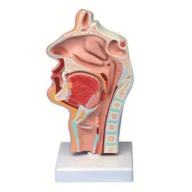 Nasal Cavity, OralCavity, Throat, Pharynx