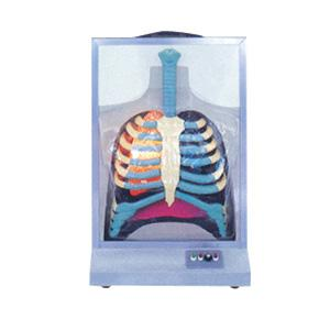 Respiratory Movement Model