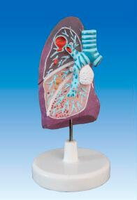 Pulmonary Pathological Model