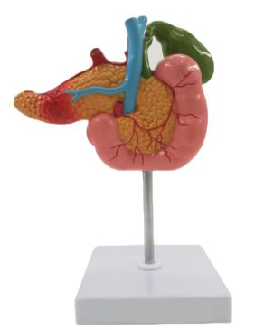 Pathological Pancreatic Duodenal Gallbladder Model