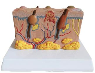 Skin Lesion Model