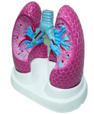 Bronchial Pulmonary Pathological Mode