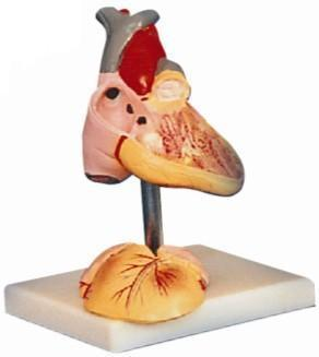 Child Heart Model