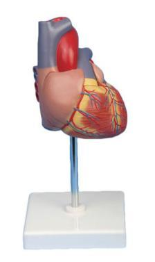 Heart Model (2 times enlarged)