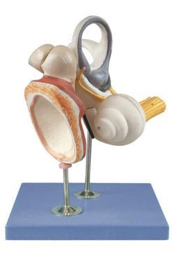 Inner Ear, Auditory Ossicle and Tympanic Membrane