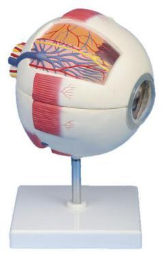 Eye Model
