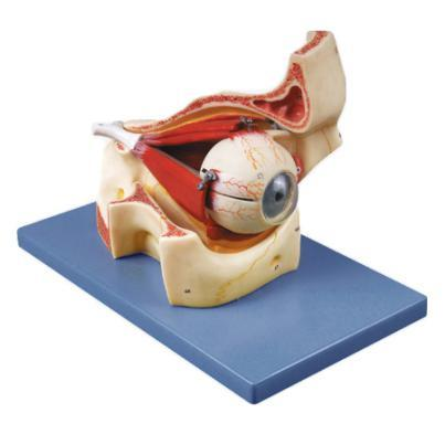 Eyeball with Part of Orbi