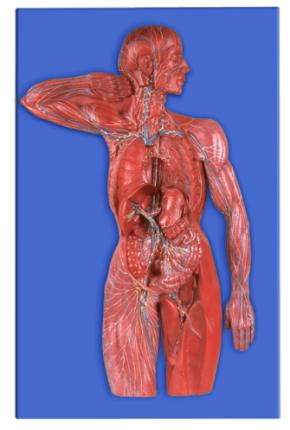 Lymphatic System