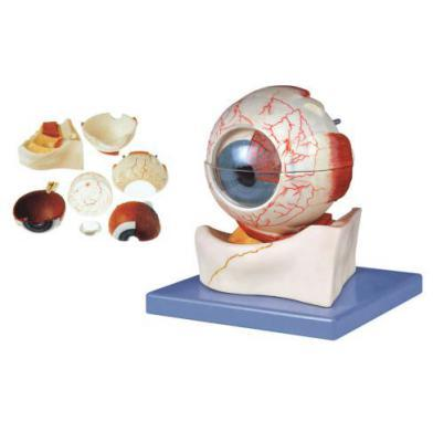 Eyeball