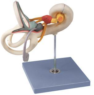 Labyrinth Model