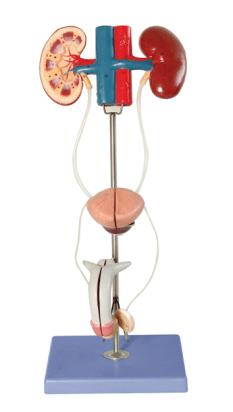 Male Urinary Organ