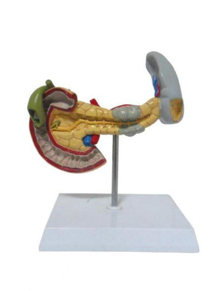 Pancreas, Gallbladder and Spleen