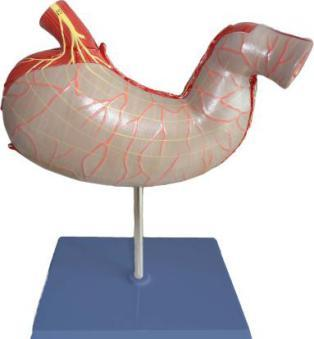 Stomach Model-1