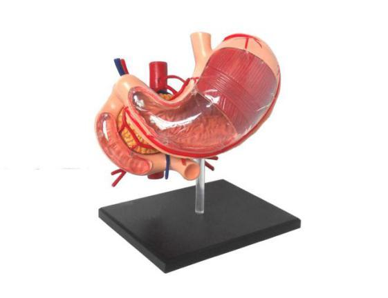 4D Stomach Model