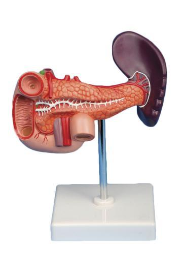 Pancreas, Duodenum and Spleen