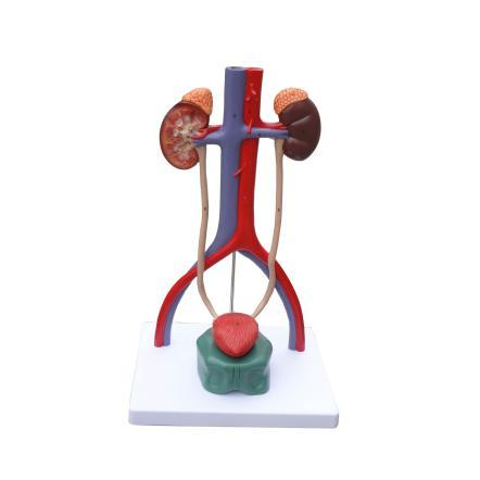 Block Model of Urinary System