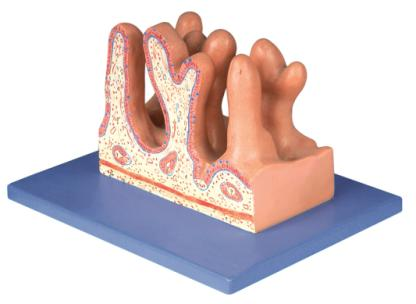 Internal Surface of Jejunum