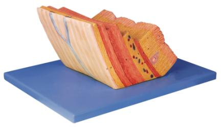 Stomach Wall