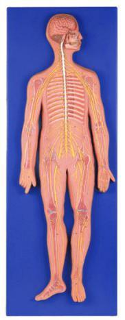Nervous System